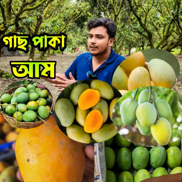 আম্রপালি আম/Amrapali Mango (প্যাকেজিং এবং ডেলিভারিসহ) - Image 2