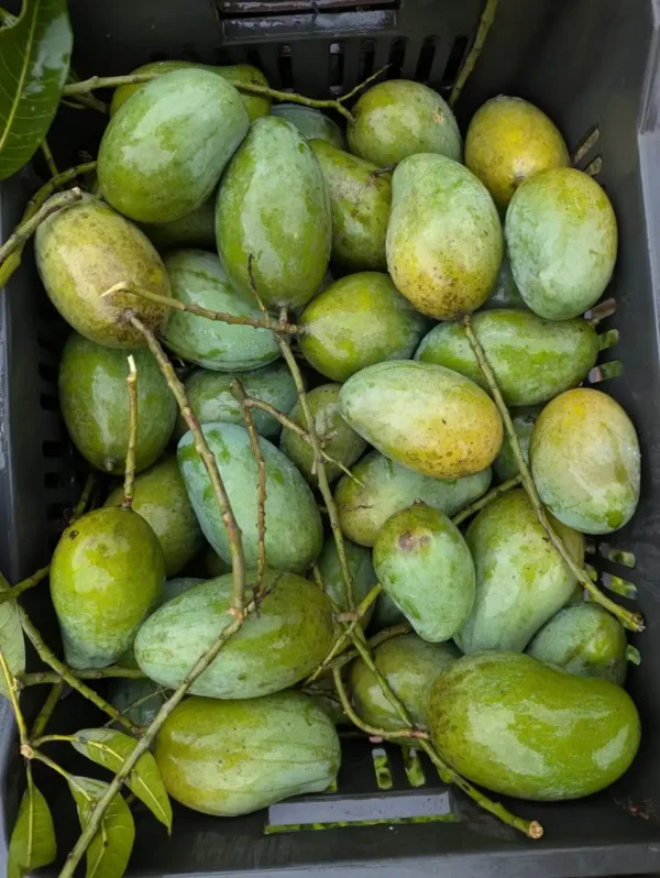 আম্রপালি আম/Amrapali Mango (প্যাকেজিং এবং ডেলিভারিসহ) - Image 3
