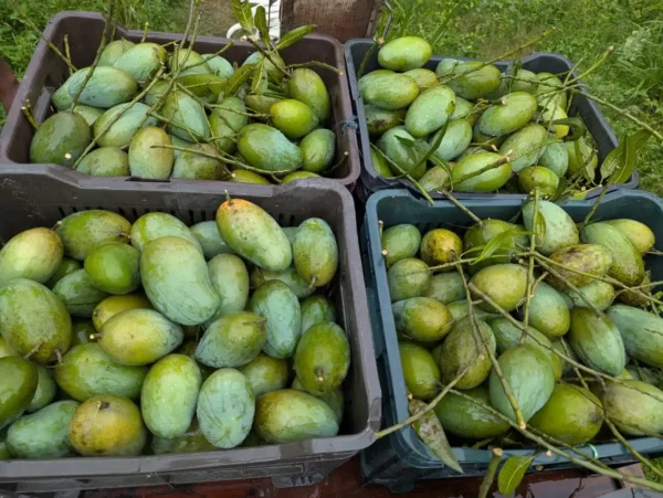 আম্রপালি আম/Amrapali Mango (প্যাকেজিং এবং ডেলিভারিসহ) - Image 4