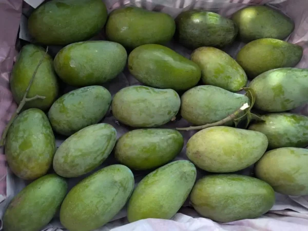 আম্রপালি আম/Amrapali Mango (প্যাকেজিং এবং ডেলিভারিসহ) - Image 5