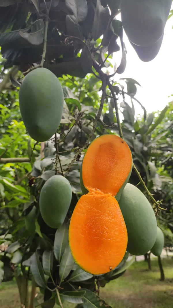 আম্রপালি আম/Amrapali Mango (প্যাকেজিং এবং ডেলিভারিসহ) - Image 6